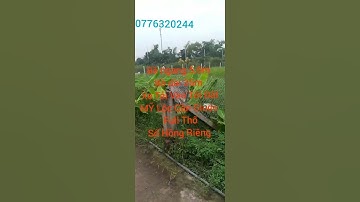 Lô Thổ Cư Quá chời đẹp đường xe tải Luôn Ngang 5,6m Dài 26m Giá Tốt | BĐS Cần Giuộc Long An #Shorts