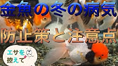金魚水槽にヒーターは いつから 入れるの 飼い方 サーモスタット Youtube