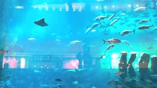 Aquarium@burj khalifa at dubai mall