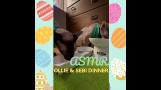 ASMR CATS OLLIE & SEBI EASTER DINNER #cats #asmr #asmreating by London CATTALK 72 views 1 month ago 1 minute, 32 seconds
