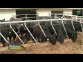 Ferma Aberdeen Angus, o poveste de succes