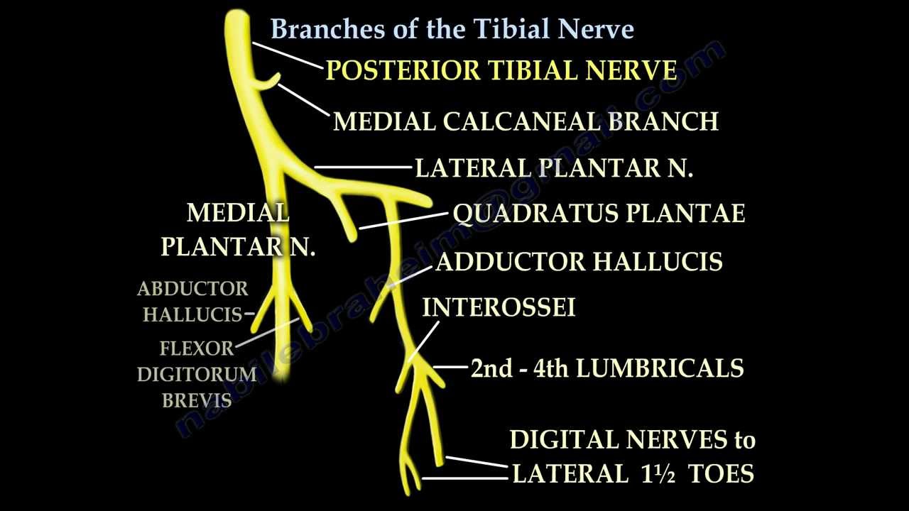 Posterior tibial Nerve branches, ankle,foot - Everything You Need To