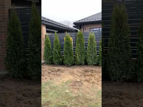 Посадка туй, різних дерев з можливою доставкою рослин Київ та обл, видео 1