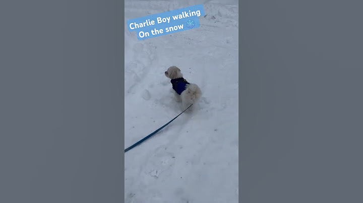 Nowhere to run all surrounding are snow ❄️ Charlie Boy | KIKOY YOUTUBE TV