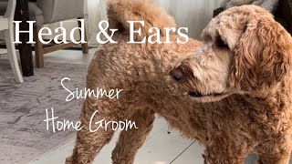 Goldendoodle summer groom / Ear plucking / Head , Face , and Ears