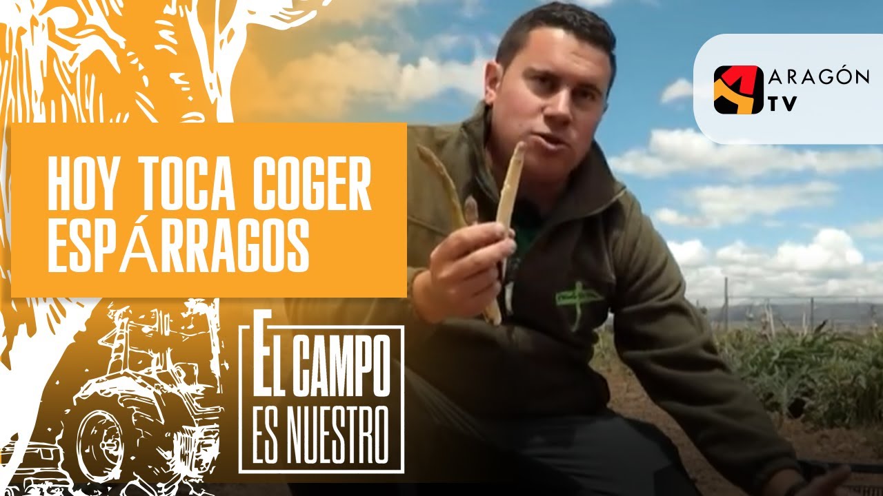 Hoy toca coger espárragos 