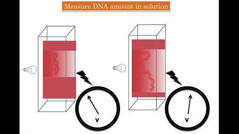Measure DNA by using a Spectrophotometer