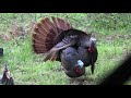 50 Gobblers in 5 Minutes! (ULTIMATE Turkey Hunting Compilation) Mp3 Song