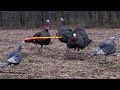 50 gobblers in 5 minutes ultimate turkey hunting compilation