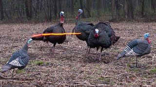 50 Gobblers in 5 Minutes! (ULTIMATE Turkey Hunting Compilation) - YouTube