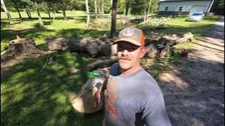 Bucking up a LARGE white oak with the STIHL 500I