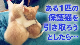 一緒に保護された子猫たち。その絆が飼い主さんの心を動かした…！