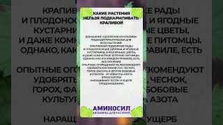 ЭТИ растения НЕЛЬЗЯ подкармливать крапивой! #огород #крапива #рассада