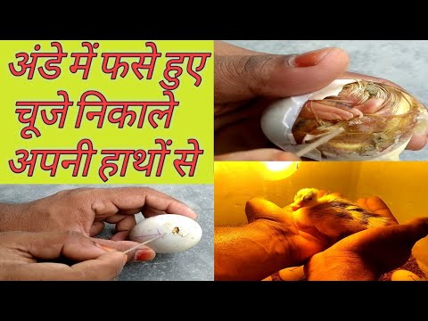 अंडे में फसे हुए चूजे को कैसे निकाले || How to remove egg shell || Egg hatching /baby ducks