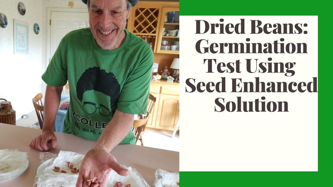 Dried BeansGermination Testing Using Seed Enhancing Solution YouTube