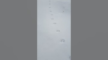 Identify The Footprints In Snow||#shorts