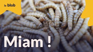 Insectes comestibles, la plus grande ferme au monde ouvre en France ! | Reportage