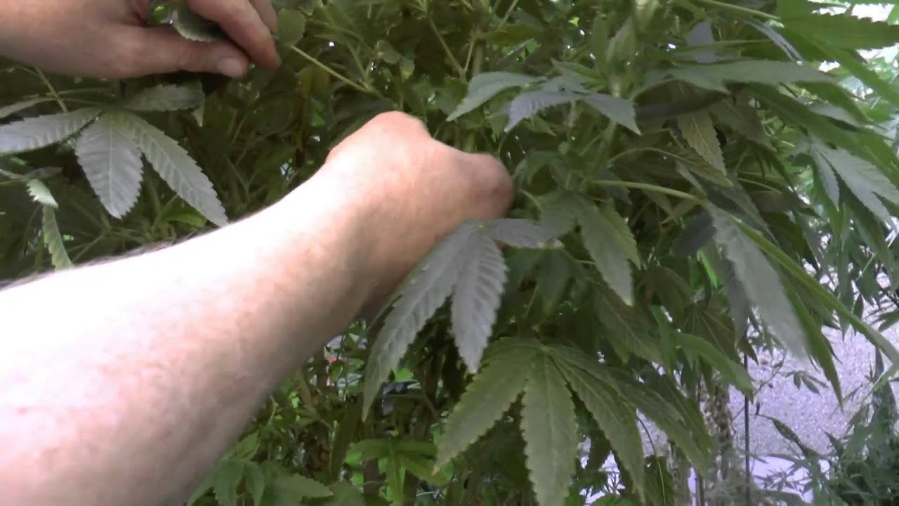 Pruning Cannabis Plants YouTube