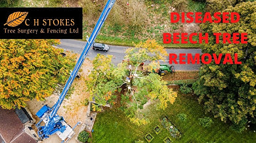 Huge Diseased Beech Tree Removal With Crane