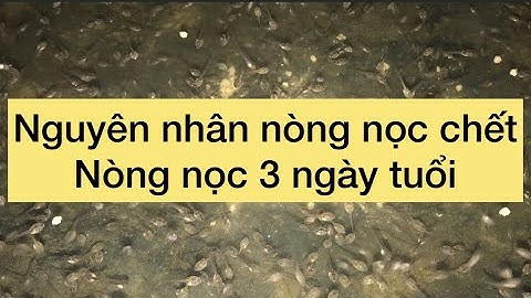 Cách nuôi ếch con, nòng nọc 3 ngày tuổi, thức ăn nuôi ếch hiệu quả | Hướng dẫn nuôi ếch
