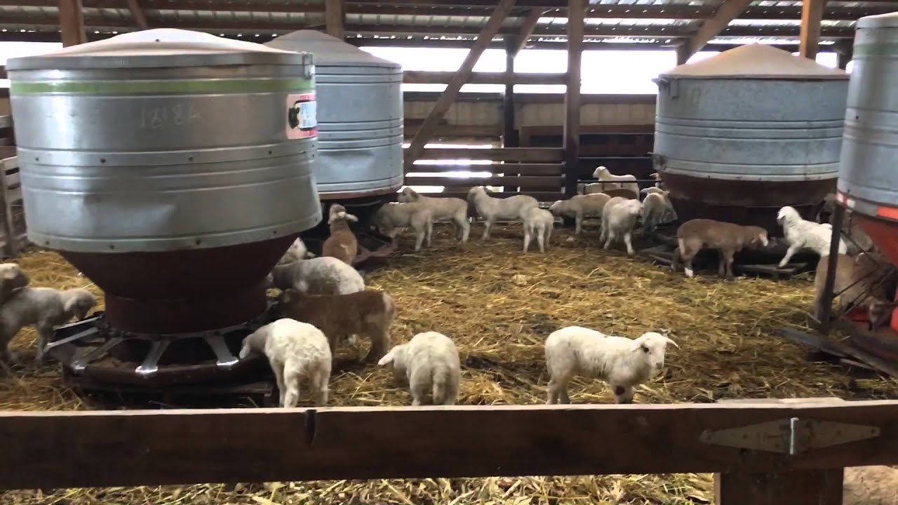 Lambs playing. Lambs in creep feeding area YouTube