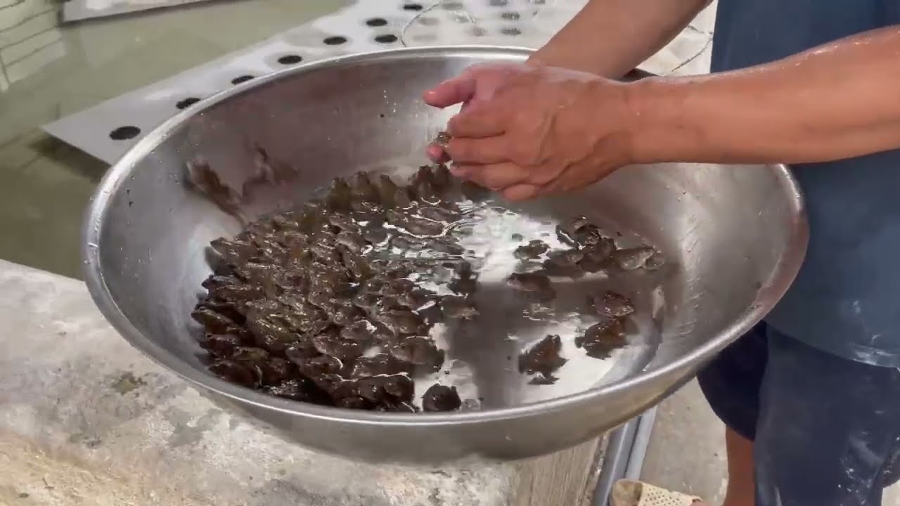 Nuôi Ếch Không Lỗ Nhờ Làm Đúng Kỹ Thuật San Ếch – Xem Ngay!! Phần 1