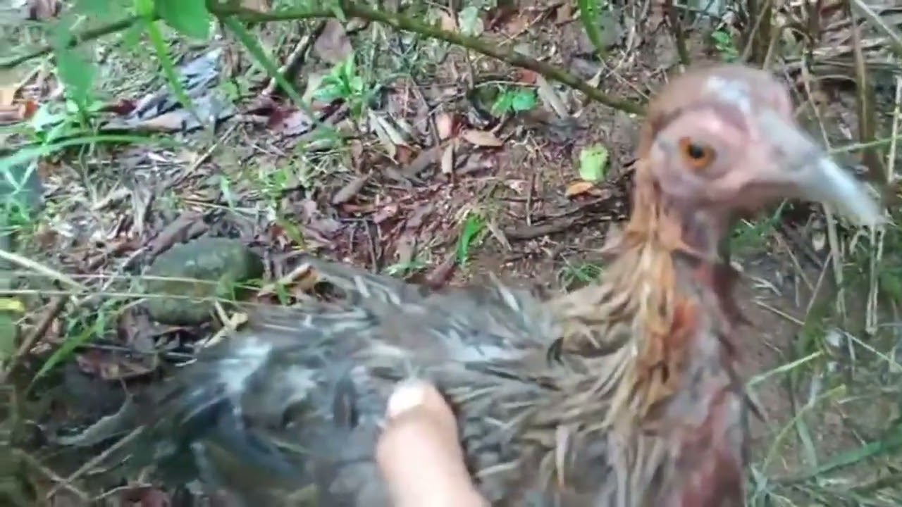 Babaeng labuyo ang huli.