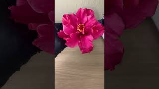 Flower in microscope🔬🌸 || Flor en microscopio #shorts