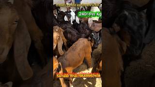 #goats #goatfarm #sirohibreed #farming #short #video #viral #bakri #animals #agriculture #newreel