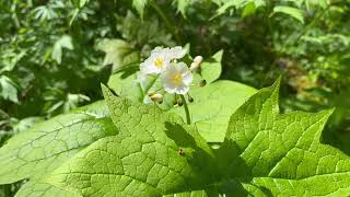 Final Day on the Appalachian Trail - Day 17 by Billy Blue 3,603 views 3 weeks ago 2 minutes, 41 seconds