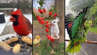 видео: Cute and funny ANIMALS.🐯 And Some Just Interesting Moments.🐷Videos🔶 Сompilation # 1🔶 картинка: Cute and funny ANIMALS.🐯 And Some Just Interesting Moments.🐷Videos🔶 Сompilation # 1🔶