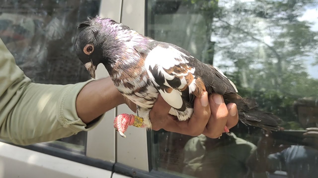 Welcome chowk kabutar market Delhi kabra kabootar gole kabutar madrasi kabli Fancy pigeon 