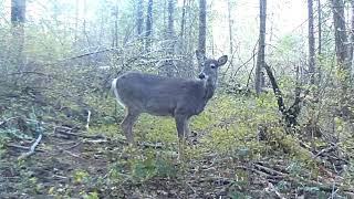 Deer In North Idaho Forest