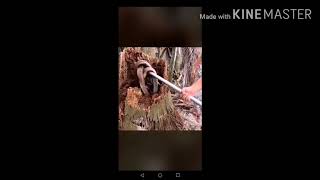 #COBRAS IN THE COCONUT TRUNK by WildShow TV 10 views 3 years ago 8 minutes, 56 seconds