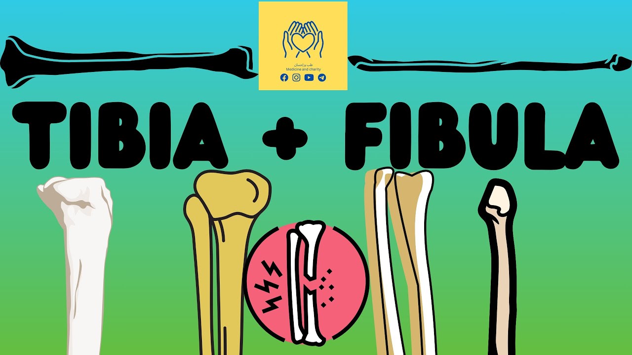 🦴La squelette de la jambe( Tibia+Fibula