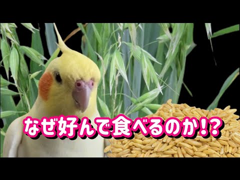 インコに与えるオーツ麦とえん麦って太るの！？栄養価、カロリーについてcockatiel【オカメインコのきなこ】