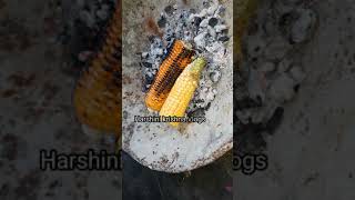 #shorts |New ideas for sweet corn roasted using fan | #harshinikrishnavlogs