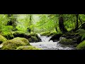Black Forest - Yet Another Splashing Forest Stream
