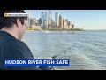 Eating fish from the Hudson River making comeback