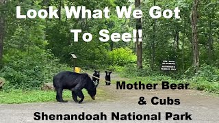 Mother Bear & Her Cubs Shenandoah National Park