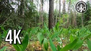 Morning birdsong in the spring May forest. 3 hours of 4K video.