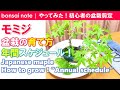 モミジ盆栽の育て方！年間スケジュール｜Japanese maple “Annual schedule”【盆栽／bonsai】