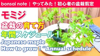 モミジ盆栽の育て方 年間スケジュール Japanese Maple Annual Schedule 盆栽 Bonsai Youtube