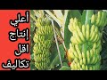 شاهد زراعة الموز باستخدام السماد الحيوي نوفابلس 