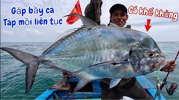 câu jig ven bờ đụng bầy cá bè khủng 35kg ăn mồi liên tục kéo mỏi tay