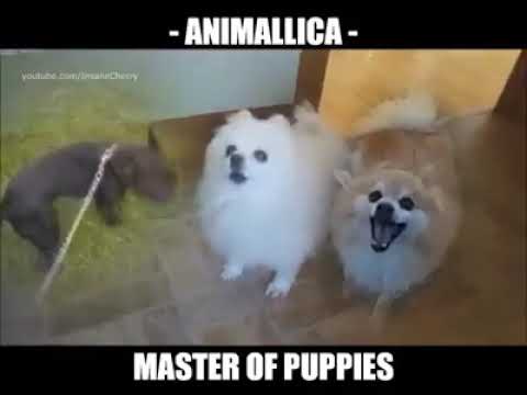 MASTER OF PUPPIES