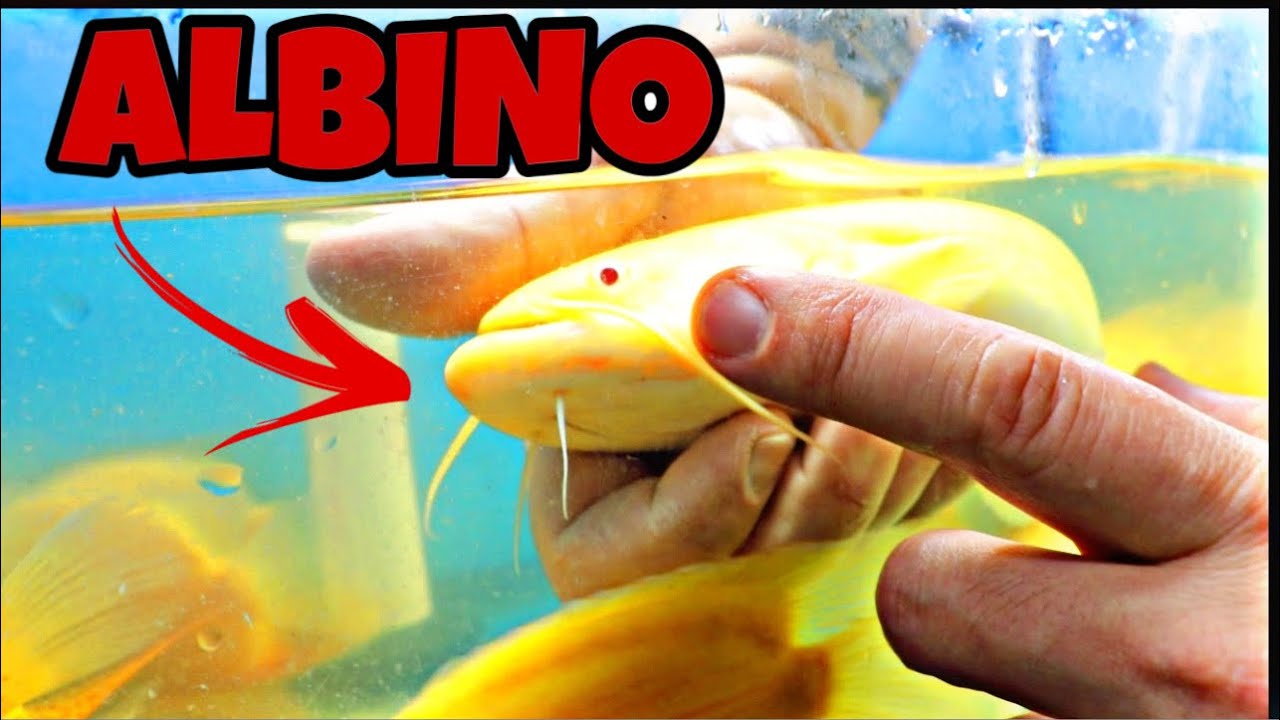 YOU DON’T WANT TO MISS THIS UNBOXING - NEVER SEEN THESE FISH BEFORE