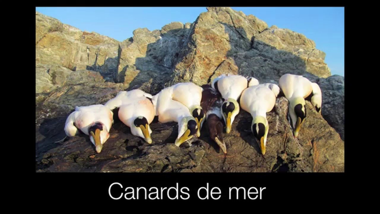 La pêche sur spinning regarder vidéo jutoub
