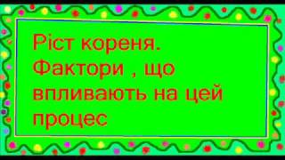 Ріст кореня Ріст кореня
