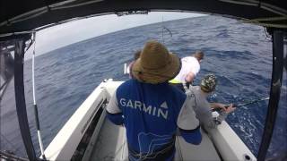 OCEANEER chasing blue marlin and yellow fin tuna